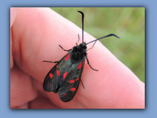 Narrow-bordered Five-spot Burnet Moth near Lyons Lake 28th June 2020 2.jpg